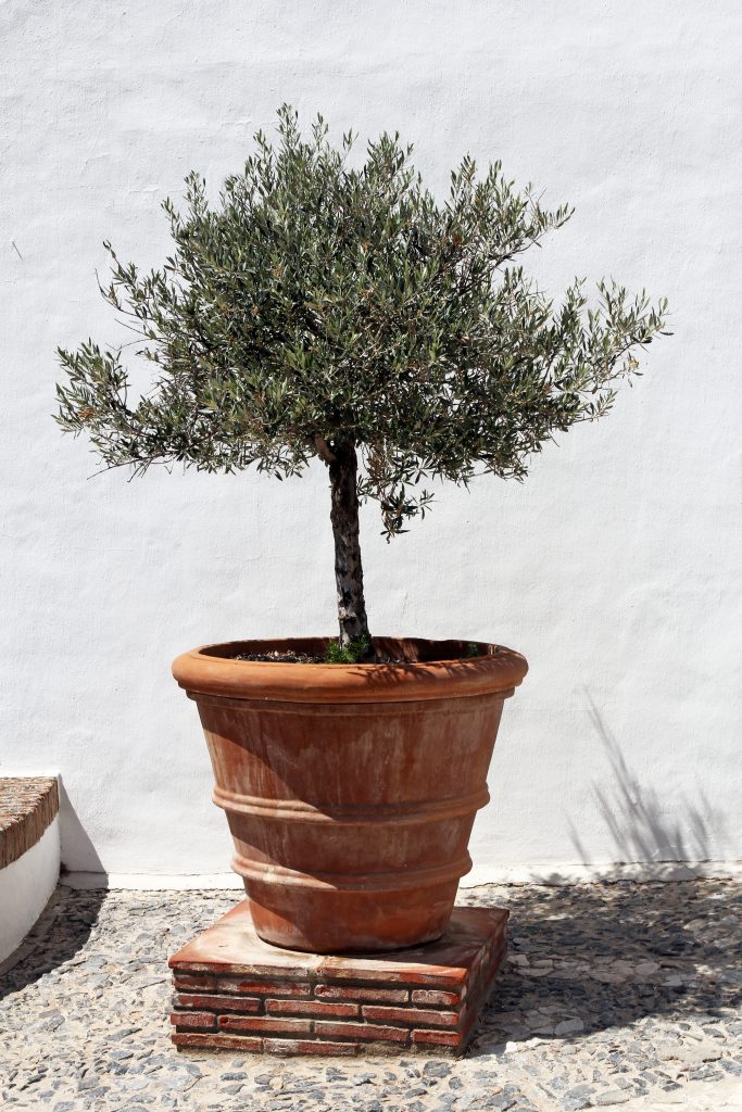 drzewko oliwkowe