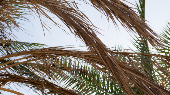 Jak nie zimować palmy – smutna historia daktylowca