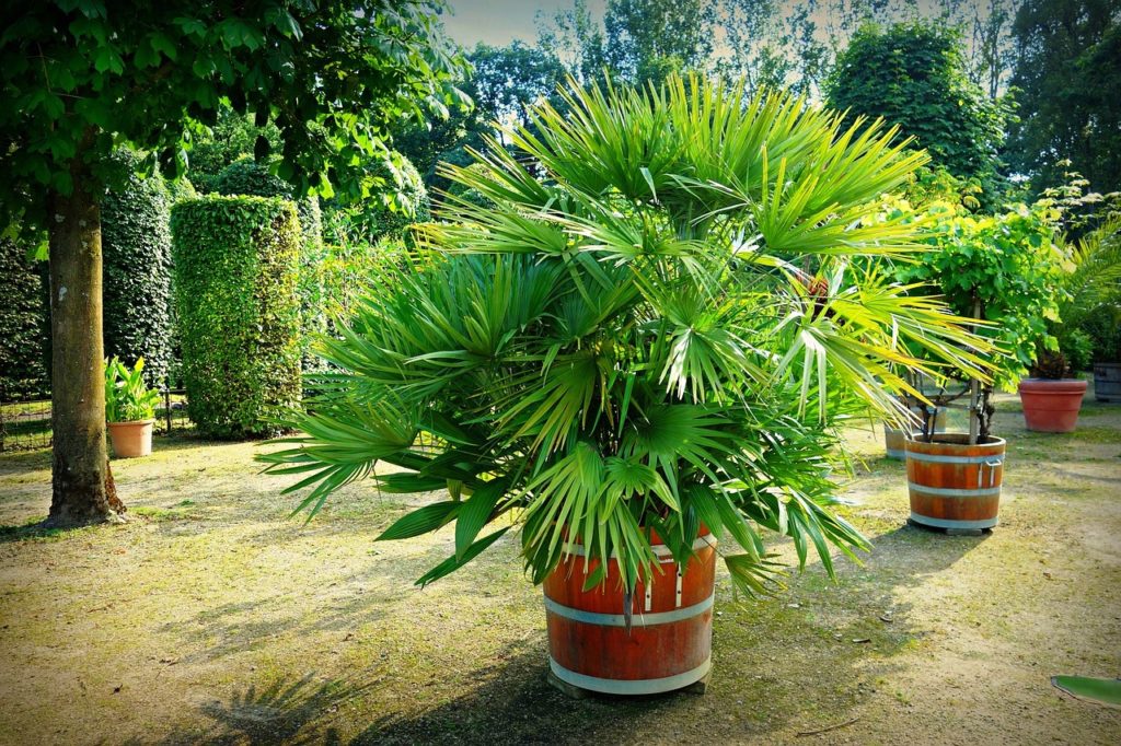 palma karłatka zimowanie roślin egzotyczych