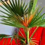 Waszyngtonia – piękna palma z nasion – jak je wysiać?