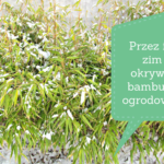 Przez ile zim okrywać bambusy ogrodowe?