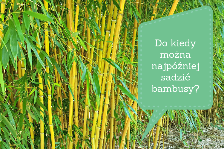 Do kiedy można najpóźniej sadzić bambusy_
