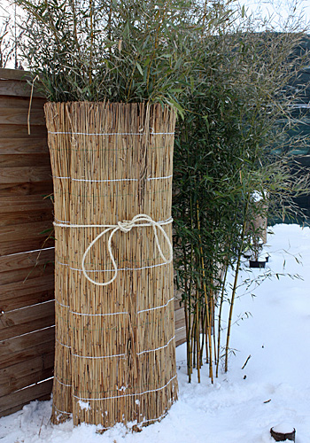 Jak przezimować bambus w ogrodzie?