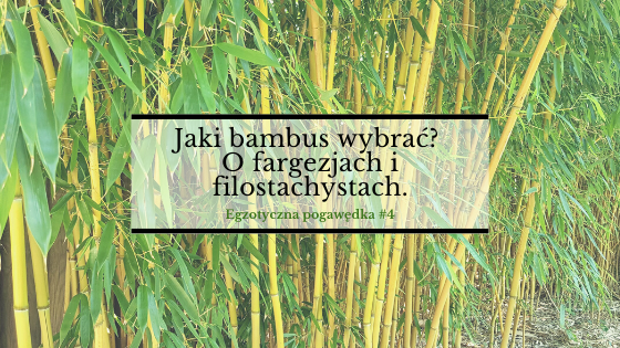 Jaki Bambus Wybrac O Fargezjach I Filostachysach Egzotyczna Pogawedka 4 Bambusowy Sen