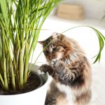 Bezpieczne palmy dla kotów