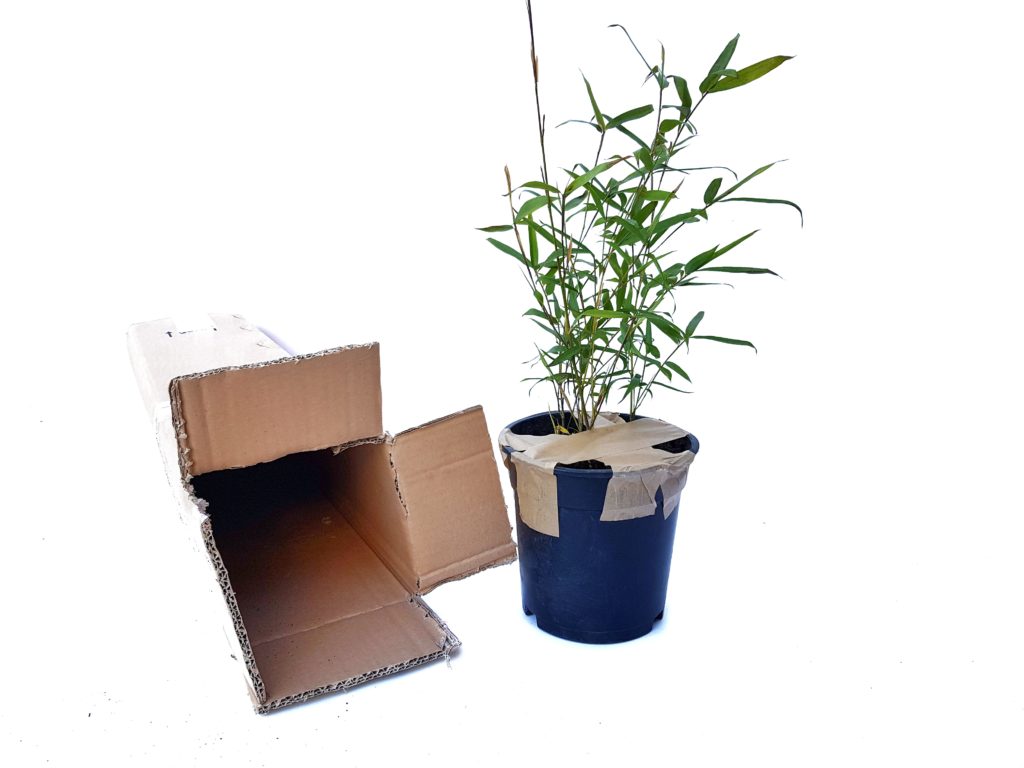 Jak rozpakować paczkę z bambusem?