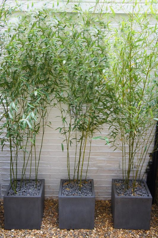 Bambus Bisetta