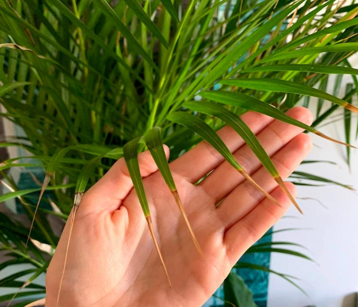 suche końcówki liści palmy