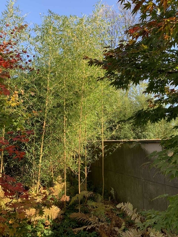 bambusy jesienią