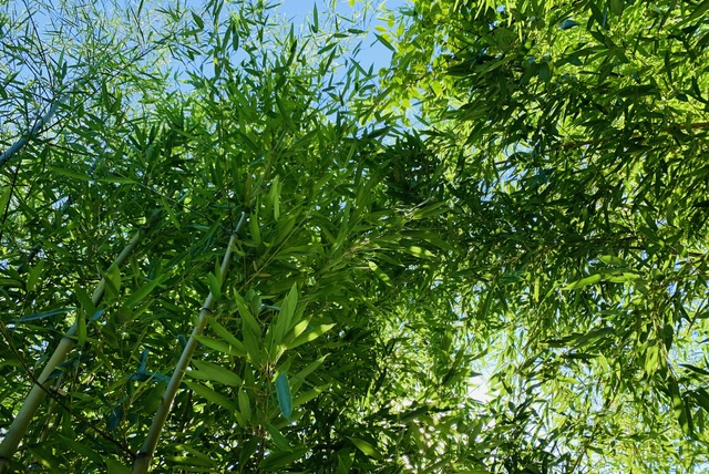 bambusy w polsce