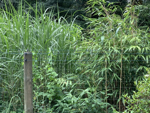 bambusy w polsce