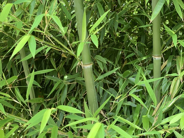 bambusy w opolu