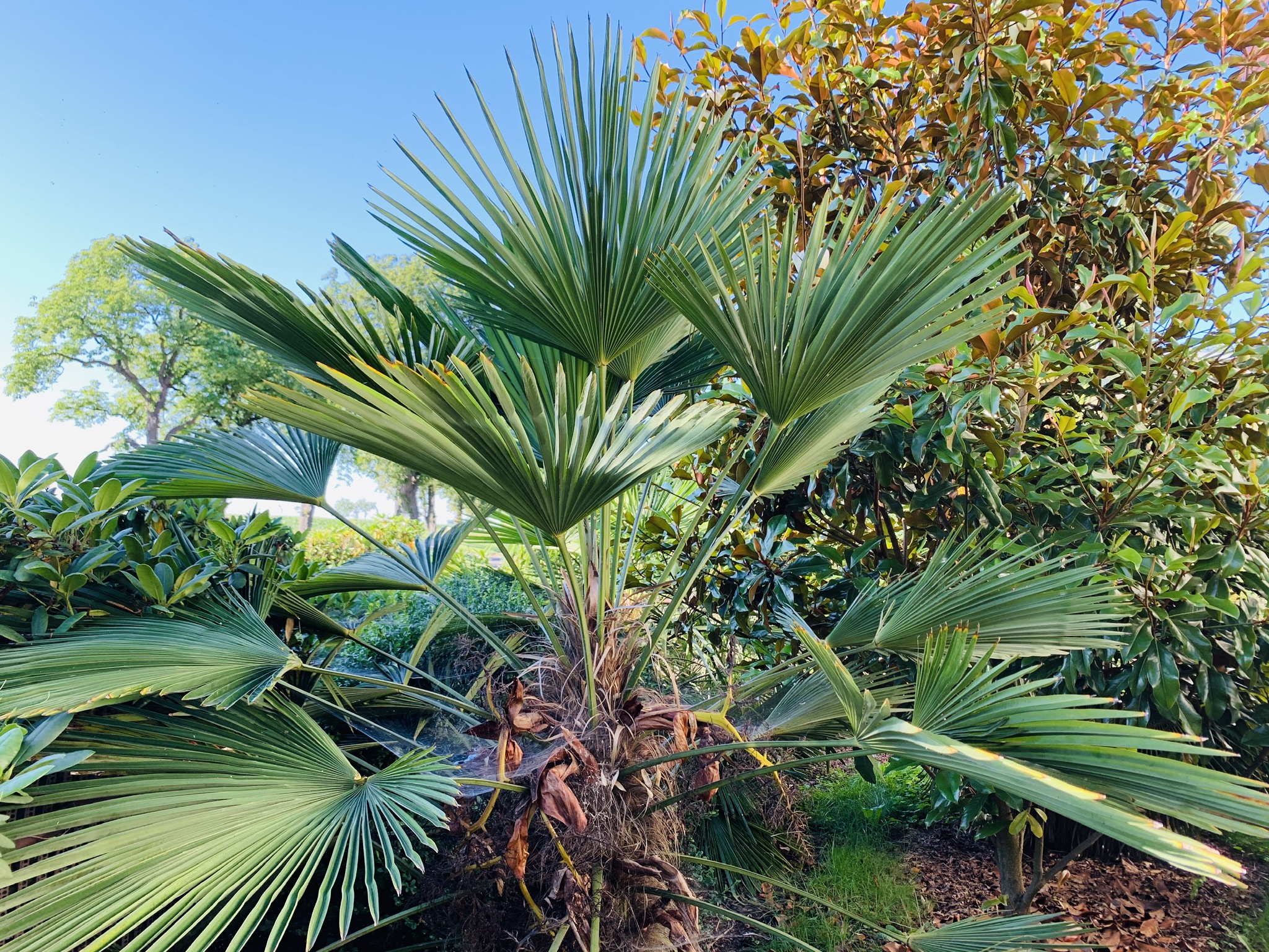 Ebook jak uprawiać palmy ogrodowe mrozoodporne