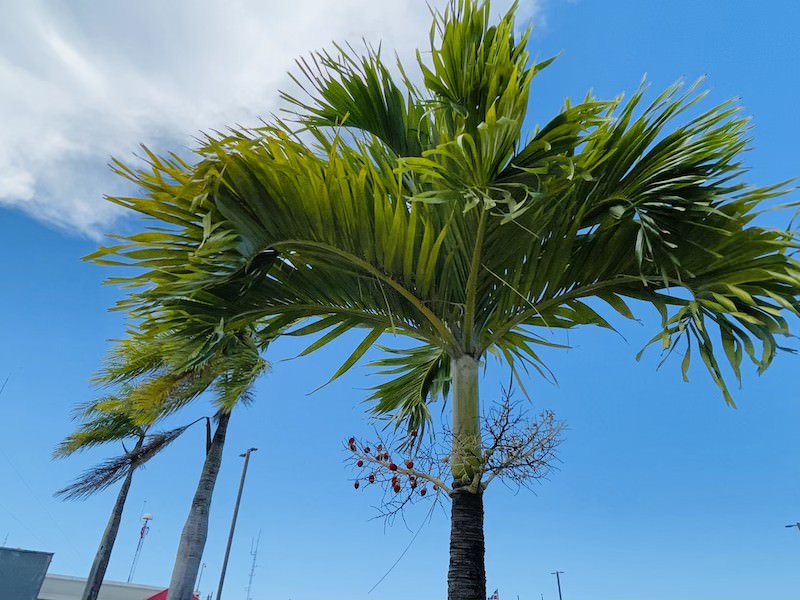palmy w dominikanie - gatunki palm