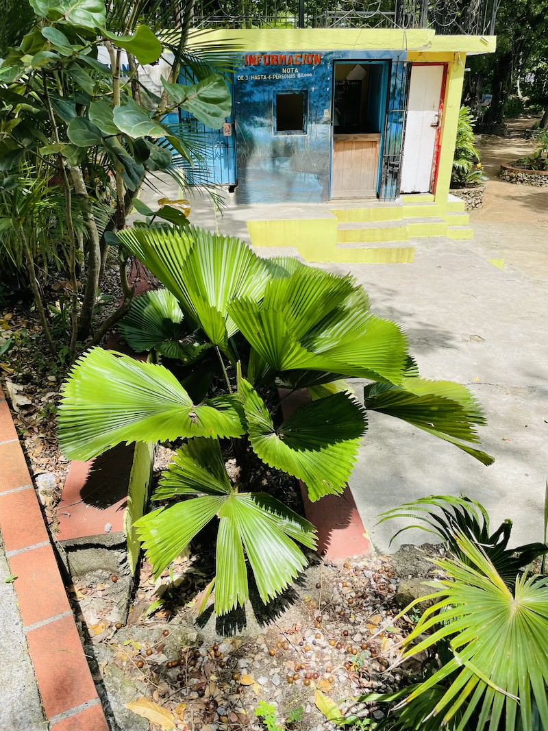 licuala grandis -likuala palma wachlarzowata dominikana