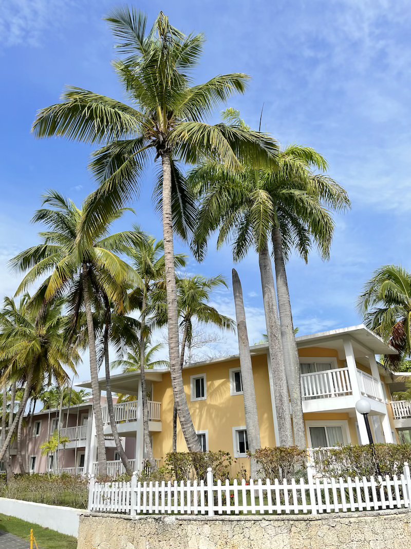 palma kokosowa - dominikana