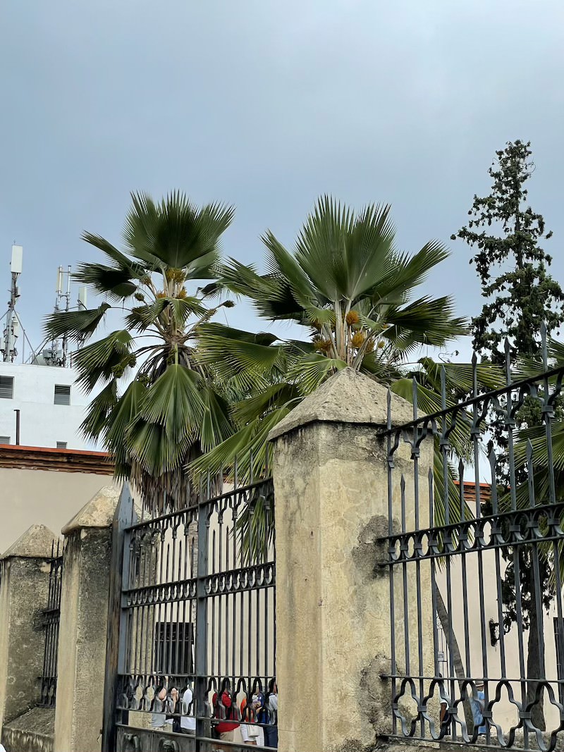 pritchardia-palma-dominikana