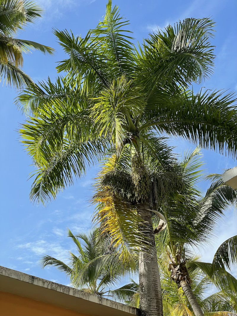 palma-królewska-dominikana