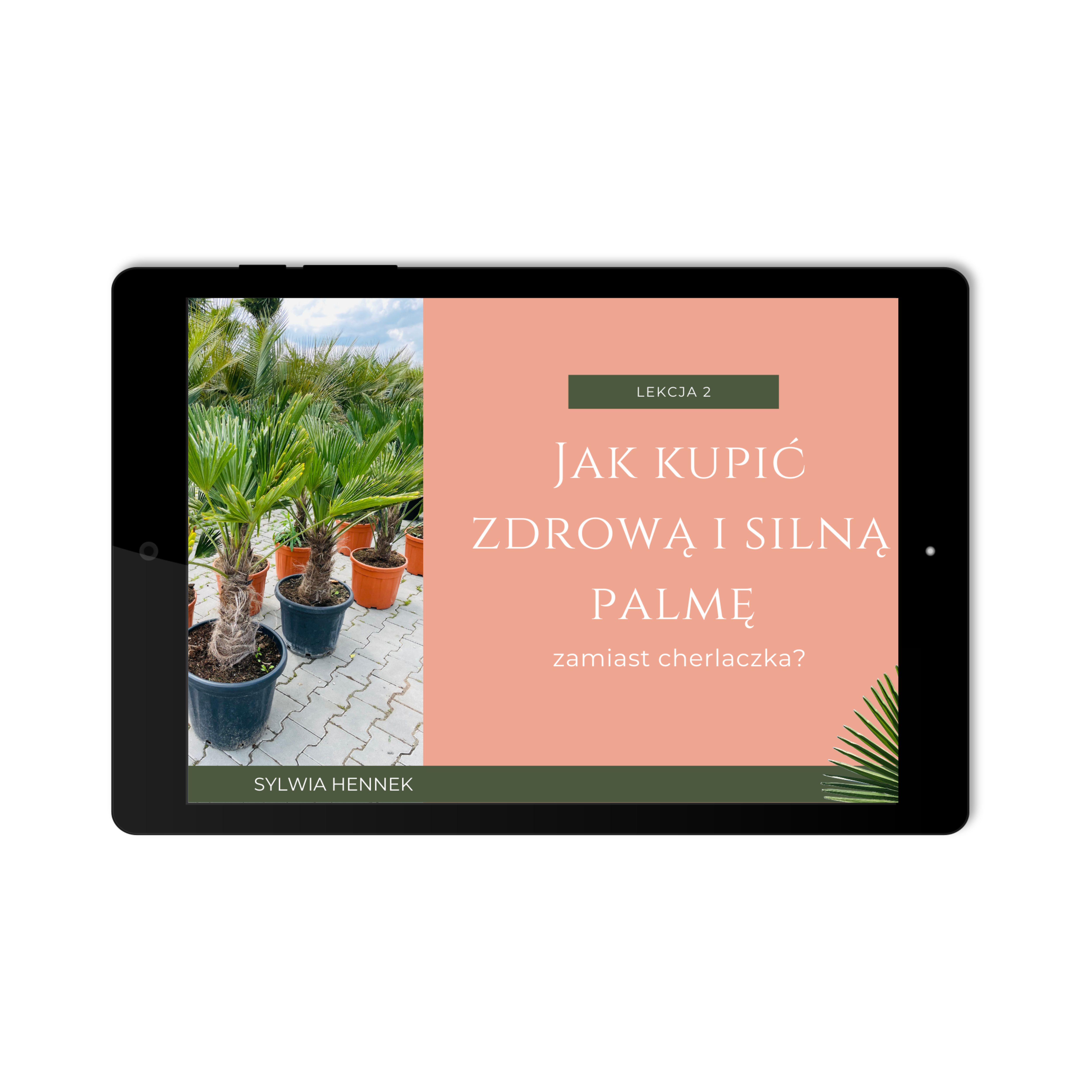 Start z palmą mrozoodporną w 3 prostych krokach (3 webinary) - obrazek 4