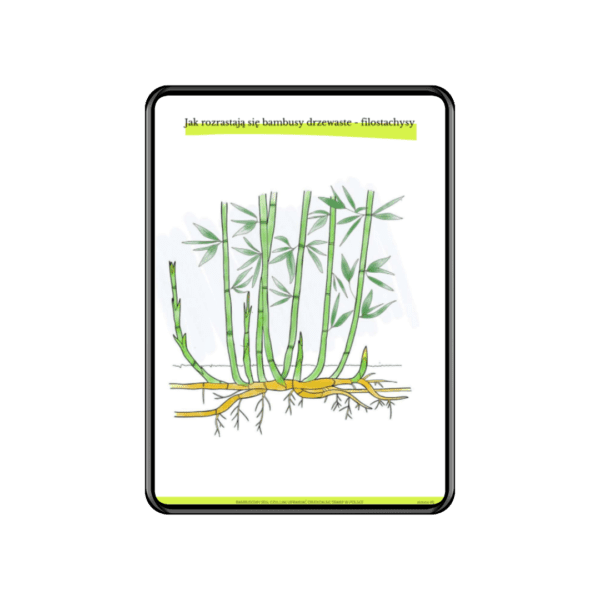 Zestaw dla projektantów 4 w 1: ebook o bambusach, tabela wyboru, webinar o zimowaniu + kalendarz prac - obrazek 5