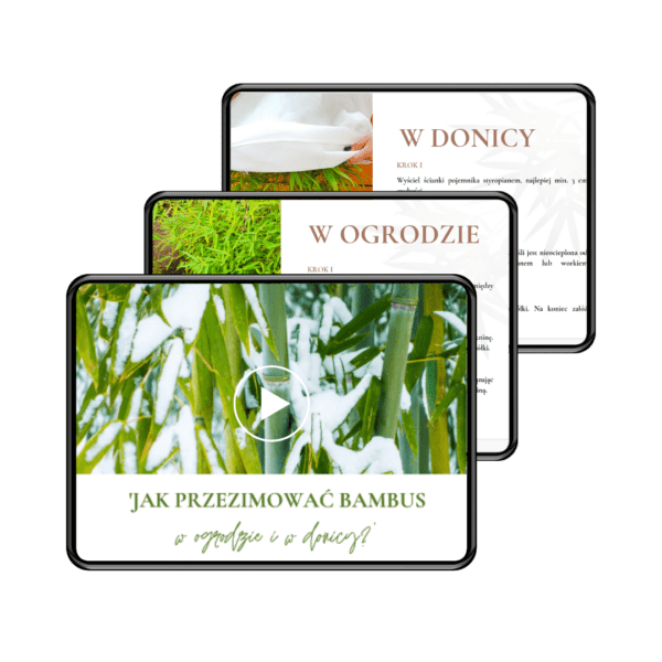 Zestaw dla projektantów 4 w 1: ebook o bambusach, tabela wyboru, webinar o zimowaniu + kalendarz prac - obrazek 9